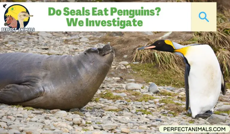 Do Seals Eat Penguins? We Investigate