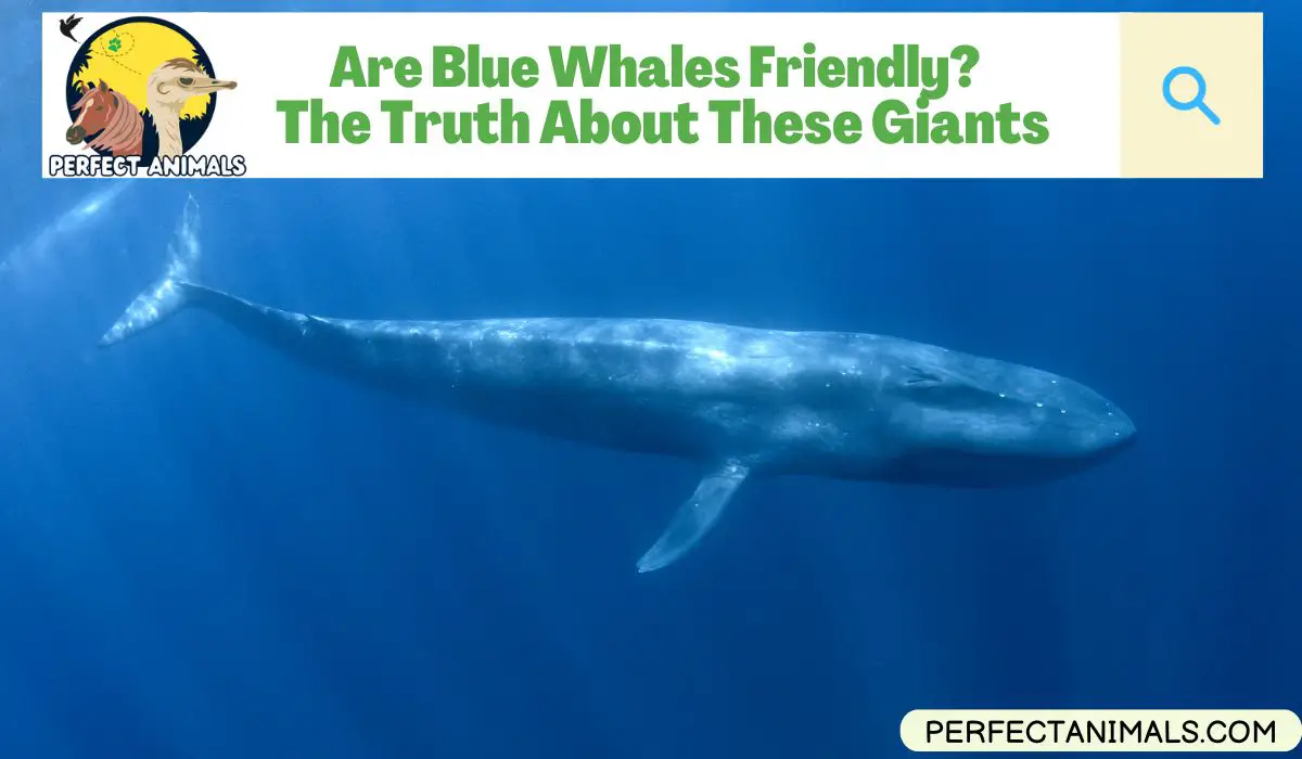 Are Blue Whales Friendly?