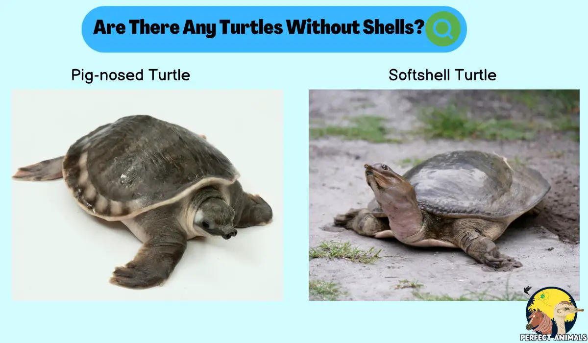 Turtles Without Shells | Discover the Amazing Facts - Perfect Animals