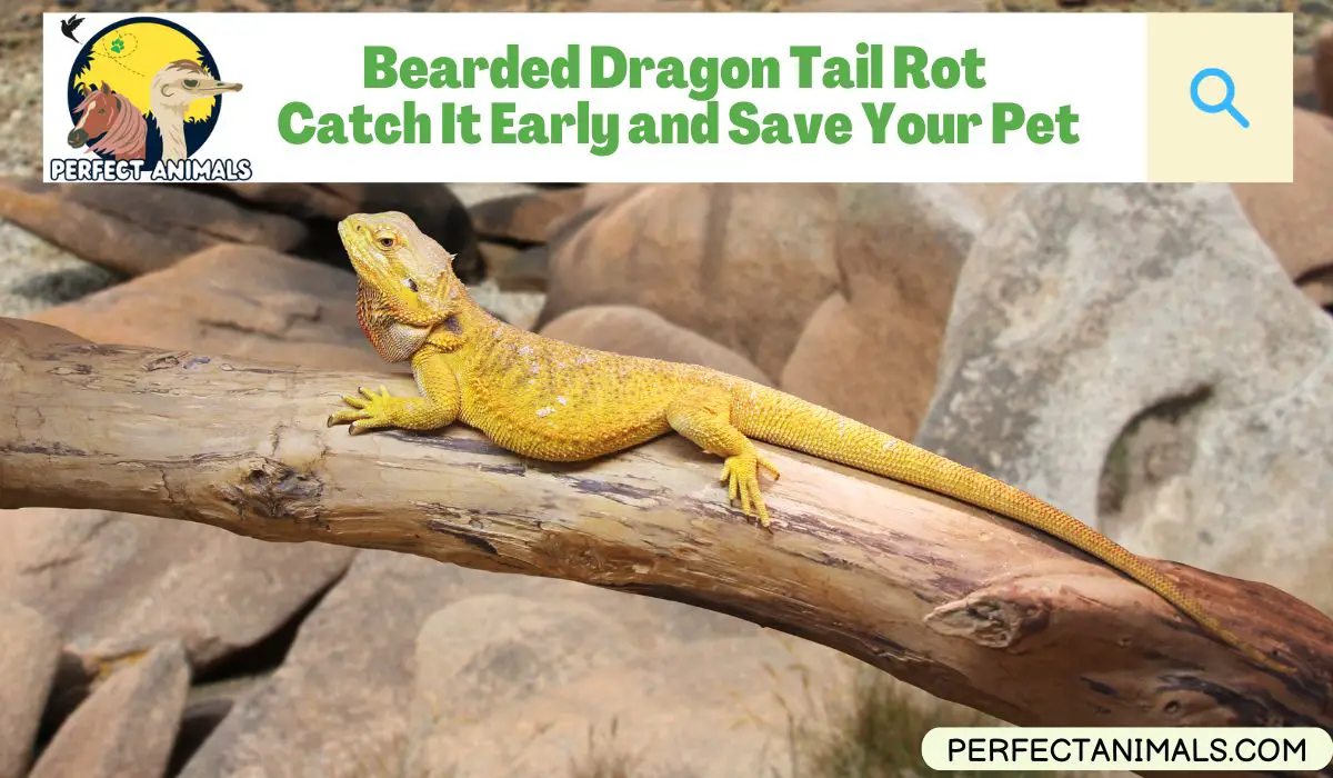 Bearded Dragon Tail Rot