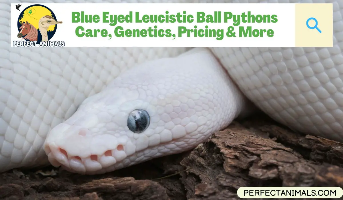 Blue Eyed Leucistic Ball Pythons