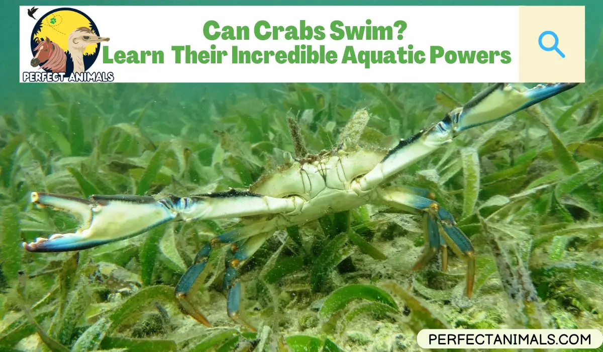 Can Crabs Swim?