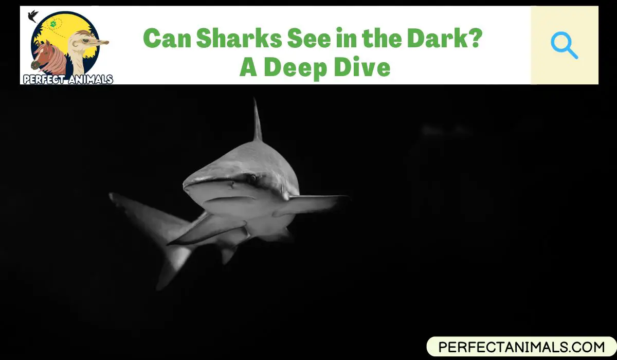 Can Sharks See in the Dark