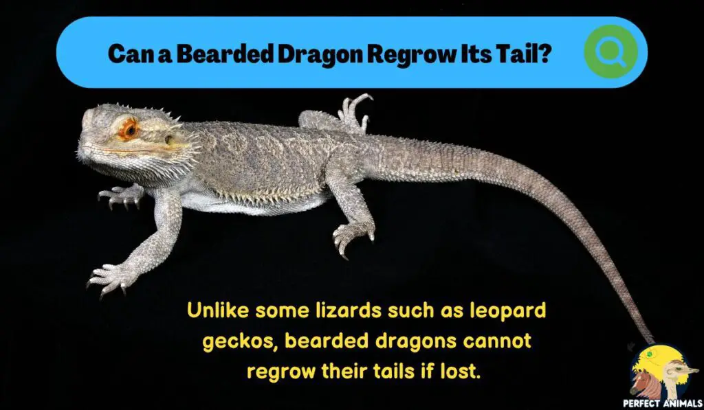 Can a Bearded Dragon Regrow Its Tail