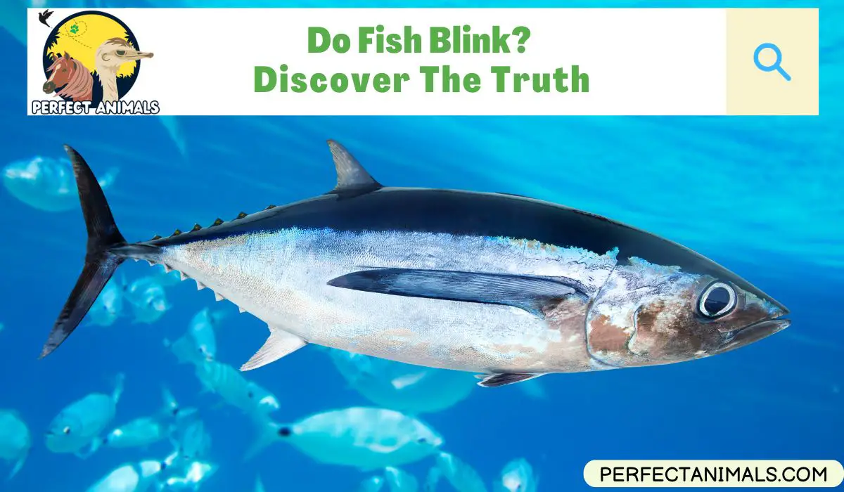 Do Fish Blink