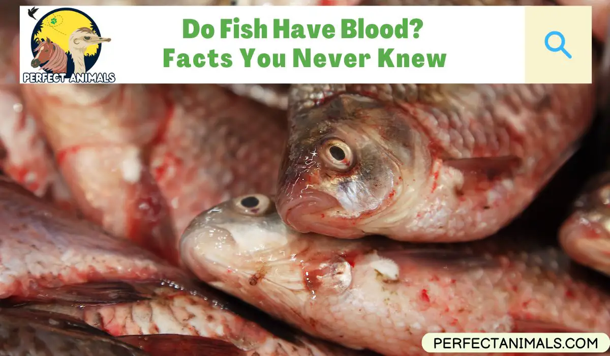 Do Fish Have Blood