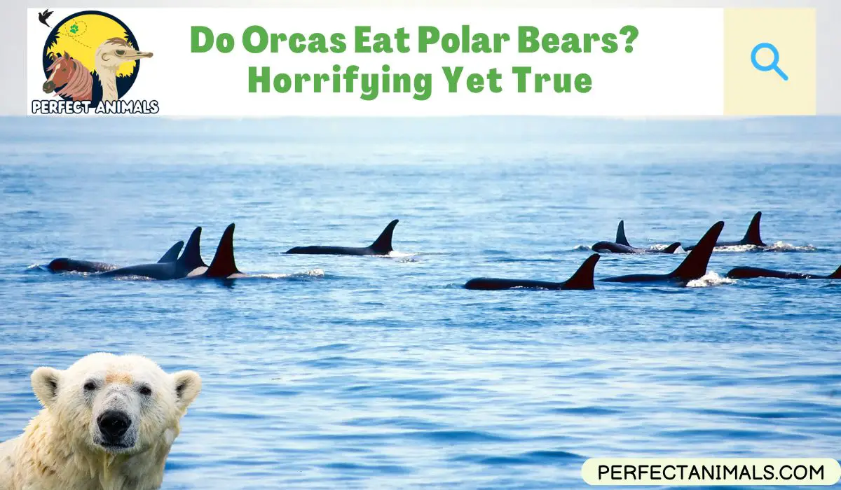 Do Orcas Eat Polar Bears