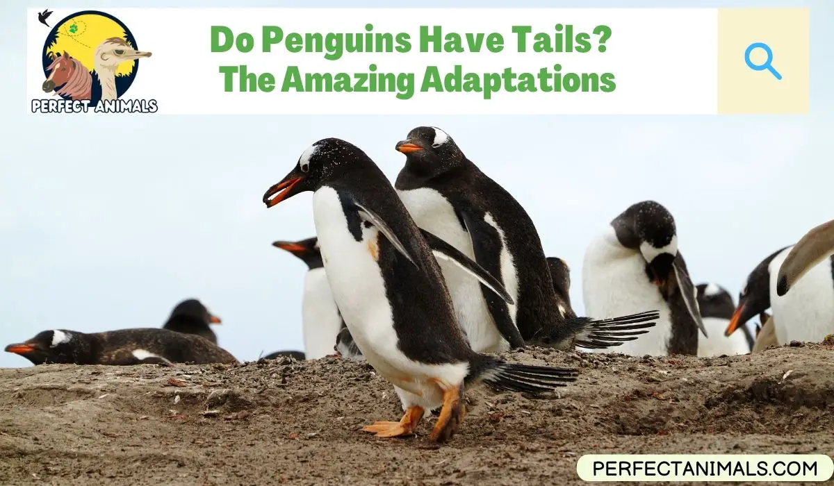 do penguins have tails