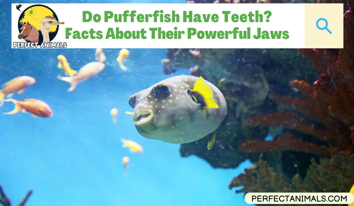 Do Pufferfish Have Teeth