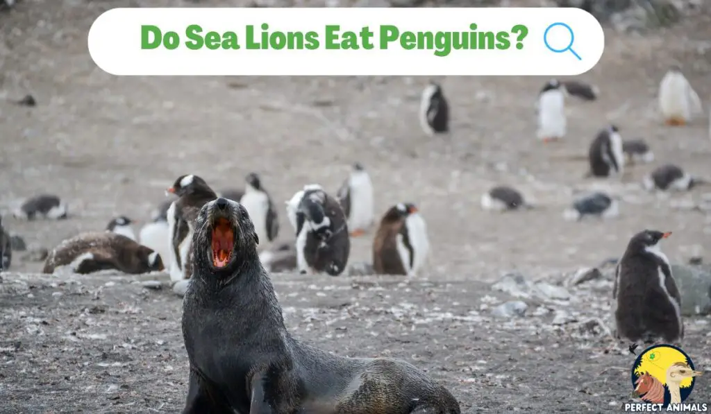 Do Sea Lions Eat Penguins 