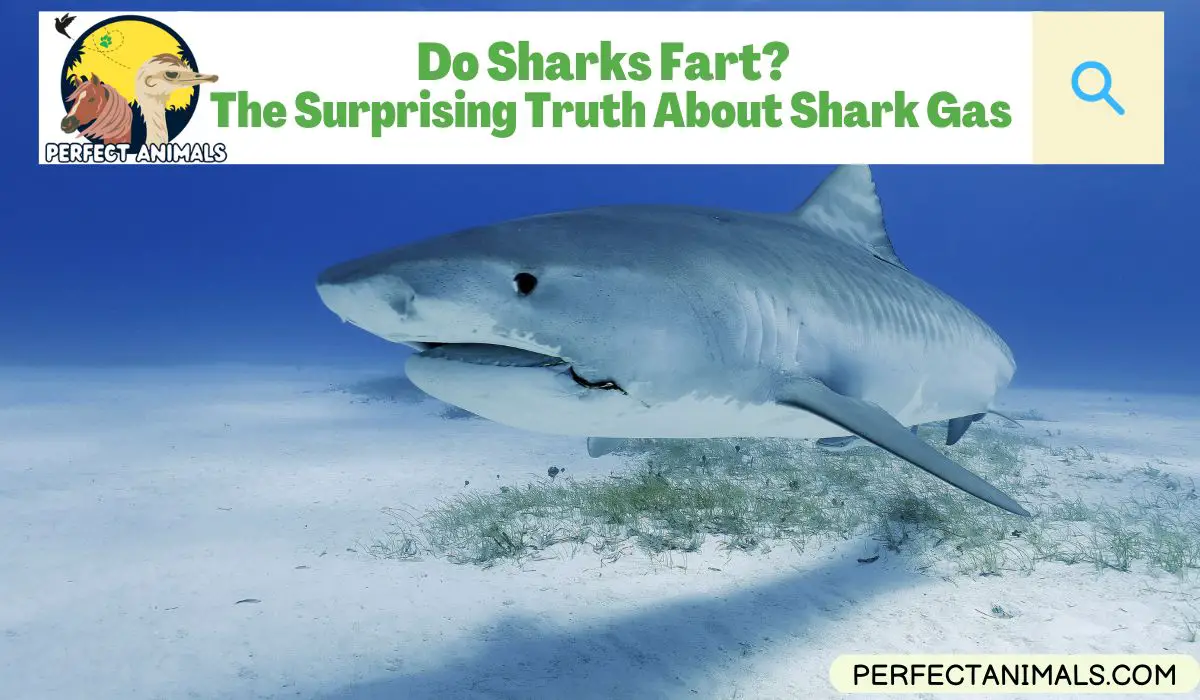Do Sharks Fart
