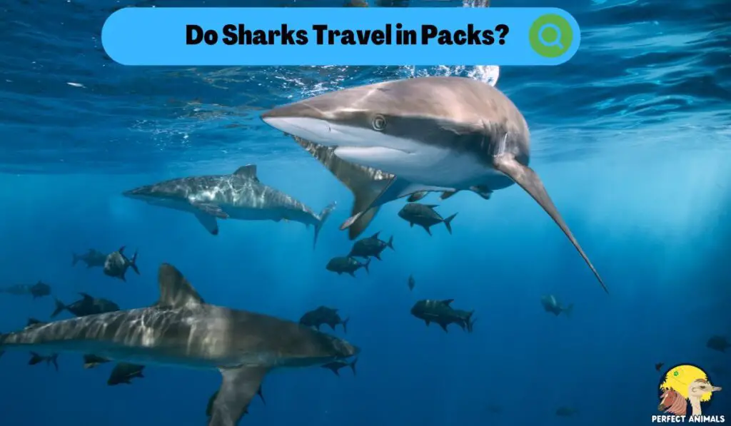 Do Sharks Travel in Packs