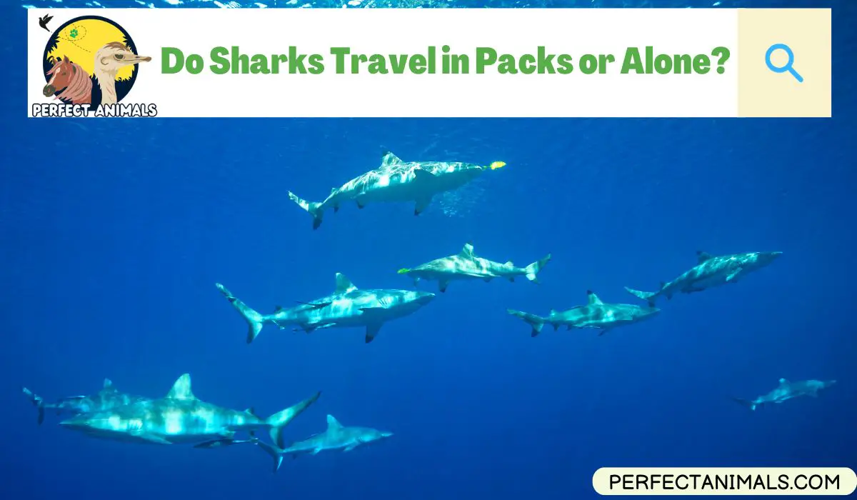Do Sharks Travel in Packs