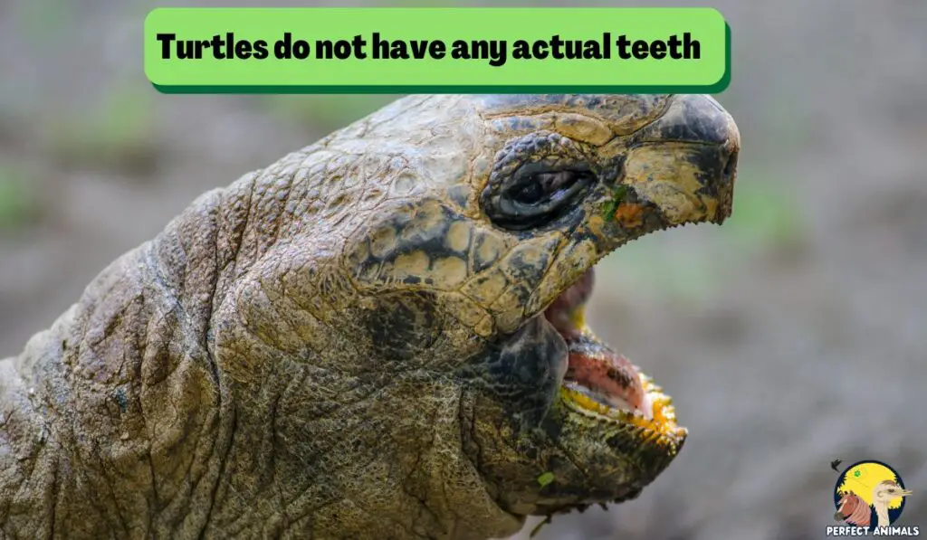 Do Turtles Have Teeth 