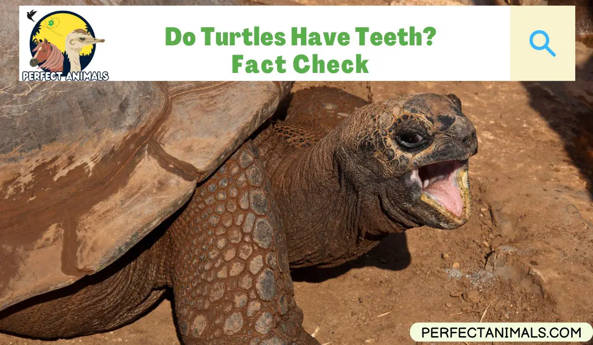 Do Turtles Have Teeth