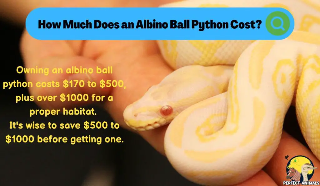 How Much Does an Albino Ball Python Cost?