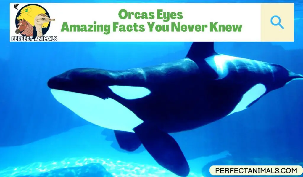 Orcas Eyes | Amazing Facts You Never Knew - Perfect Animals