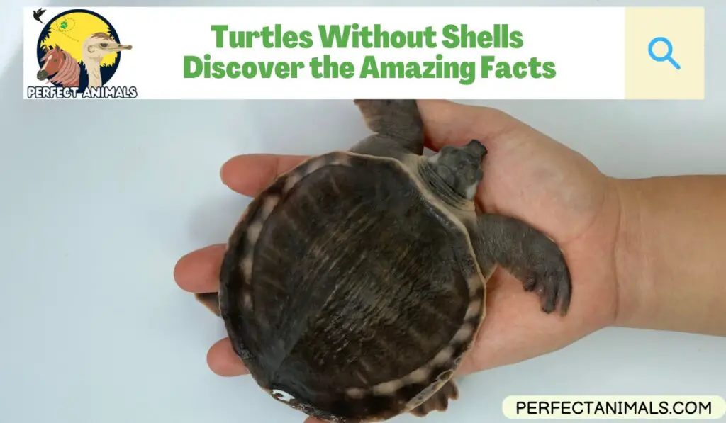 Turtles Without Shells | Discover the Amazing Facts - Perfect Animals