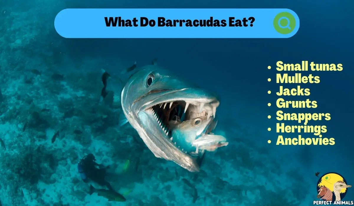 What do barracudas eat?
