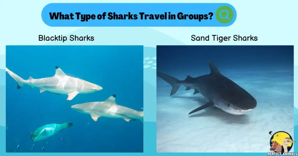 Blacktip Sharks