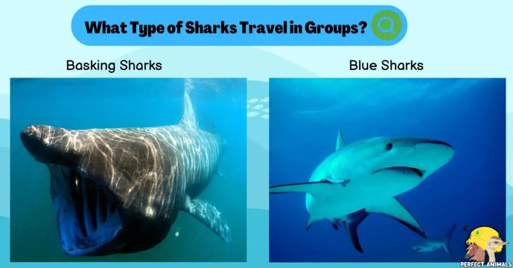 What Type of Sharks Travel in Groups?