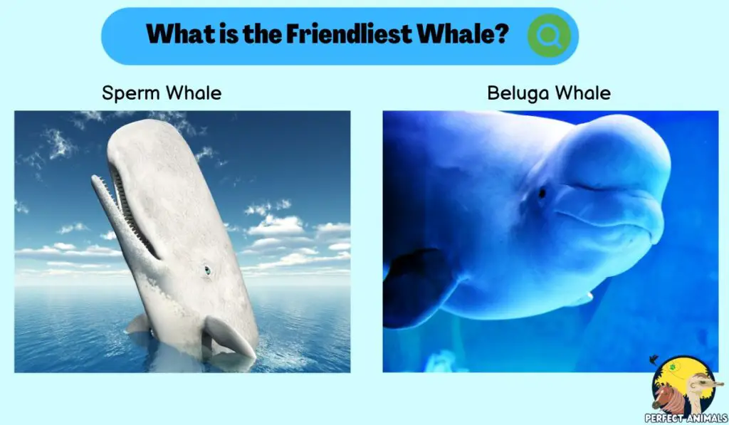 What is the Friendliest Whale?