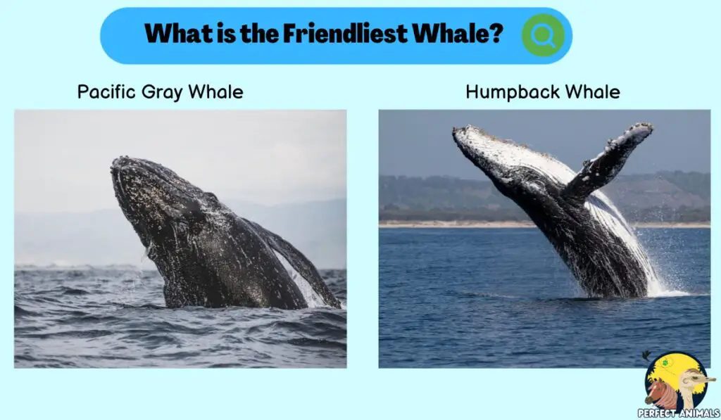 are blue whales friendly