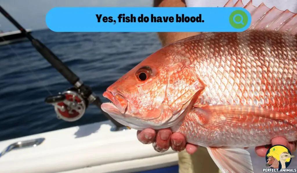 Yes, fish do have blood. 