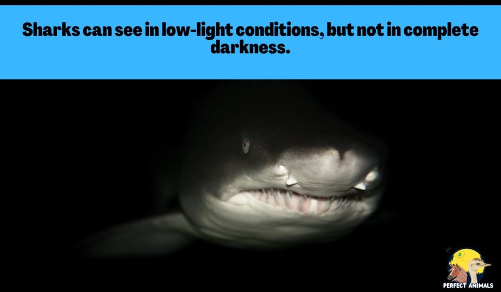 can sharks see in the dark 

