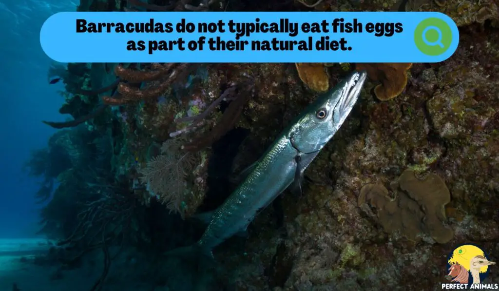 do barracudas eat fish eggs