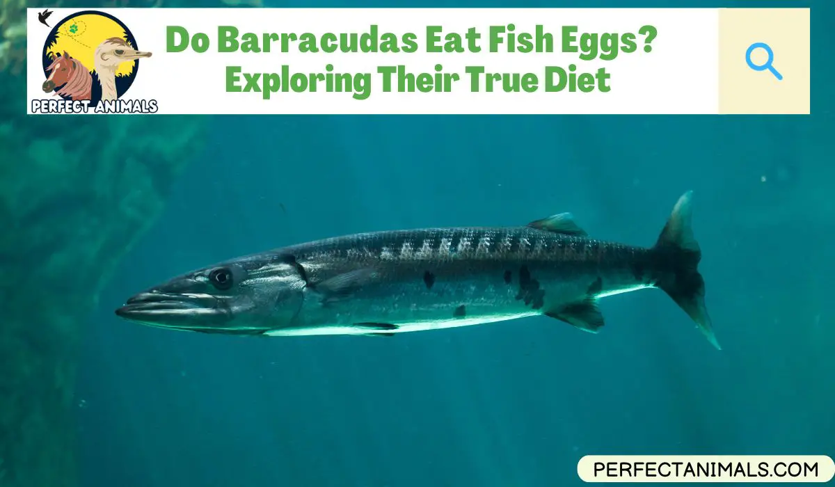 do barracudas eat fish eggs