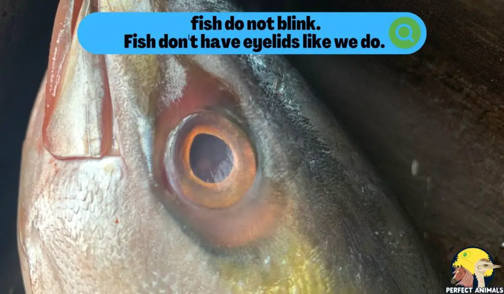 do fish blink