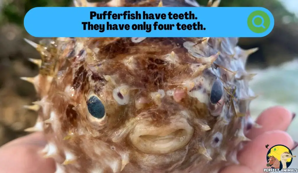 pufferfish with teeth