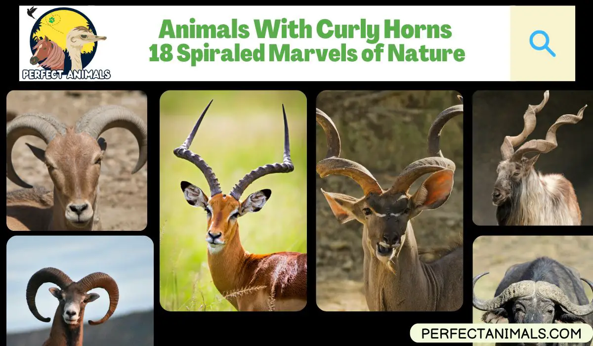 Animals With Curly Horns