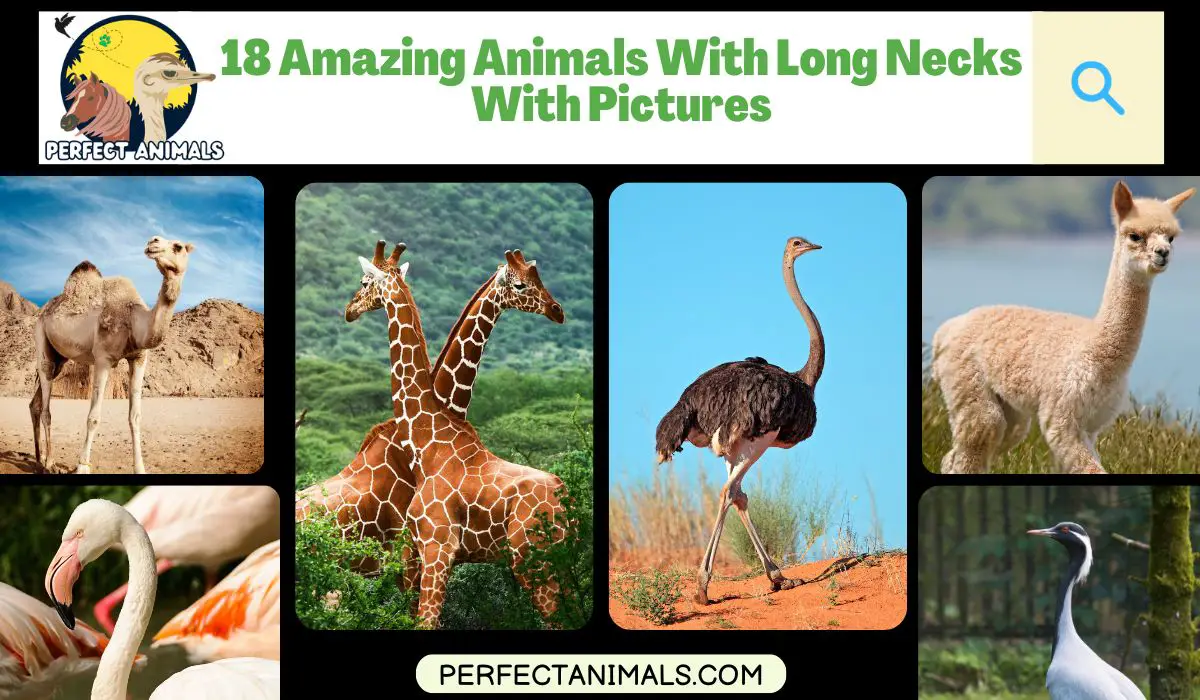 Animals With Long Necks