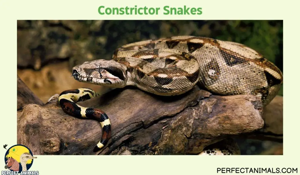 Animals With No Natural Predators | Constrictor Snakes