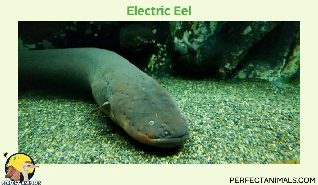 Animals With No Natural Predators | Electric Eel