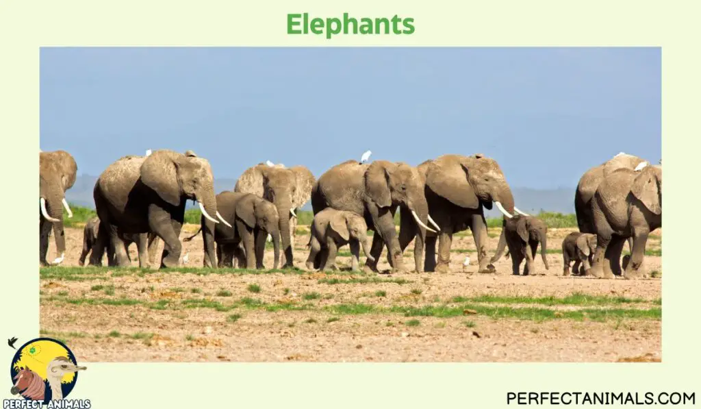 Animals With No Natural Predators | Elephants