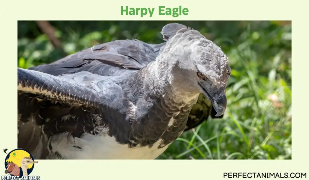 Animals With No Natural Predators | Harpy Eagle