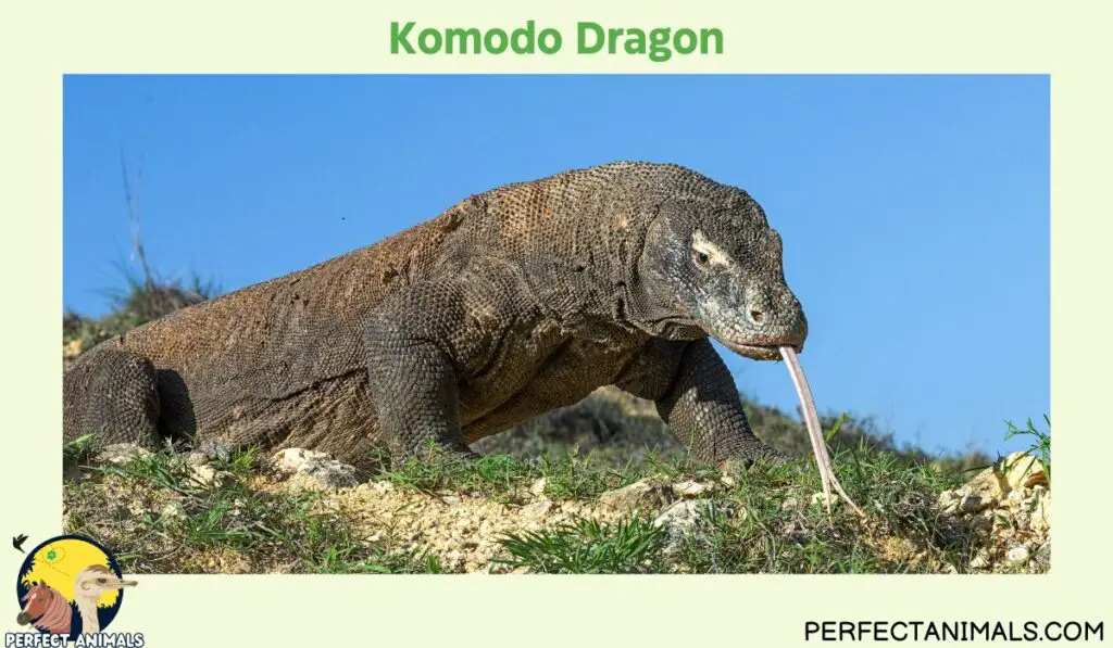 Animals With No Natural Predators | Komodo Dragon