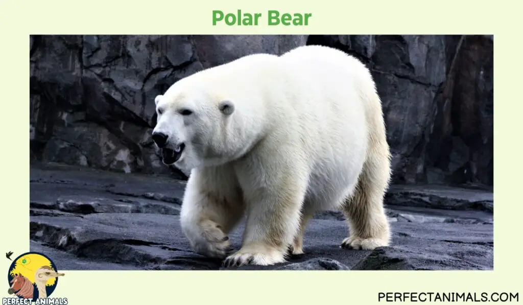 Animals With No Natural Predators | Polar Bear