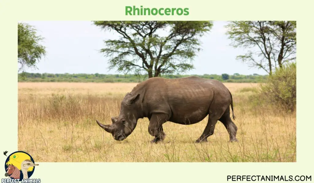 Animals With No Natural Predators | Rhinoceros