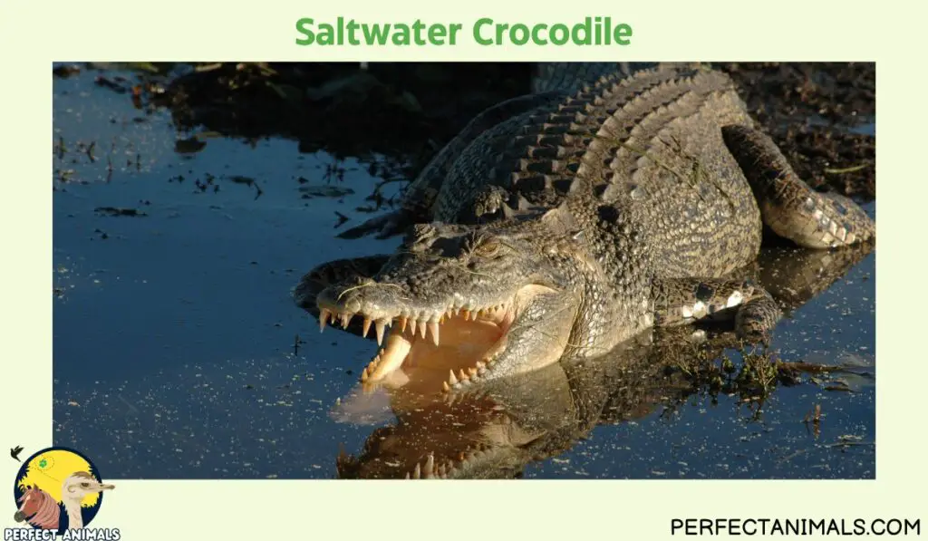 Animals With No Natural Predators | Saltwater Crocodile