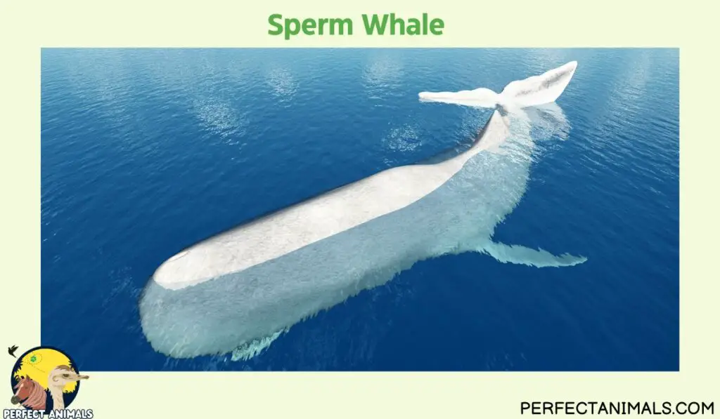 Animals With No Natural Predators | Sperm Whale 