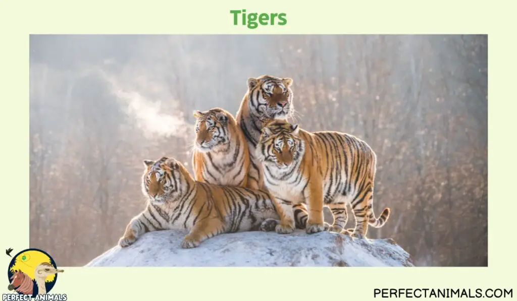 Animals With No Natural Predators | Tigers