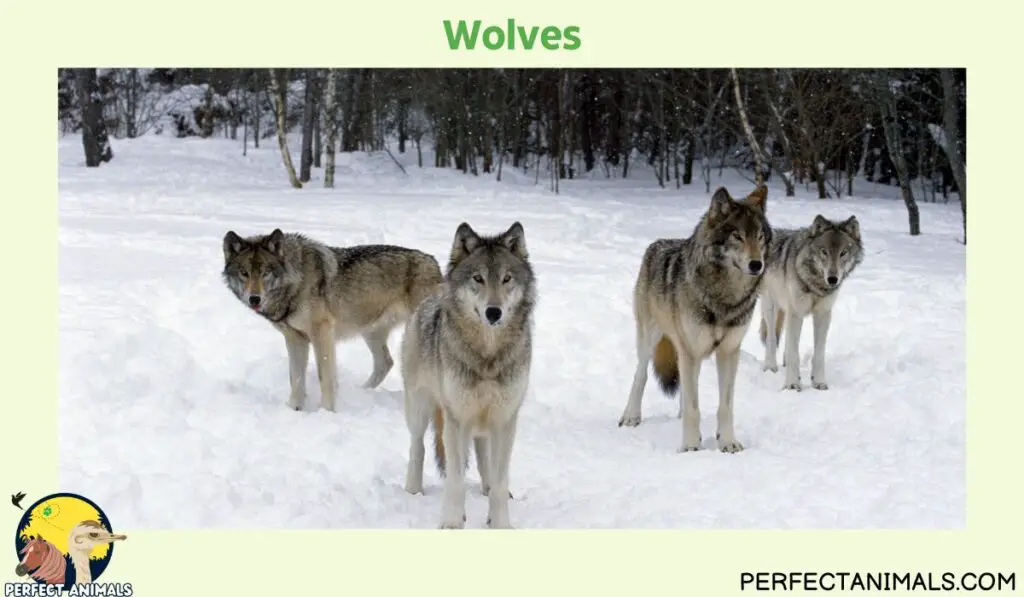 Animals With No Natural Predators | Wolves