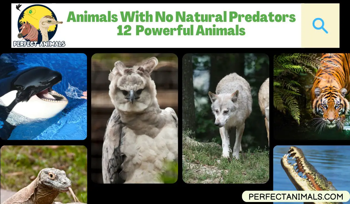 Animals With No Natural Predators