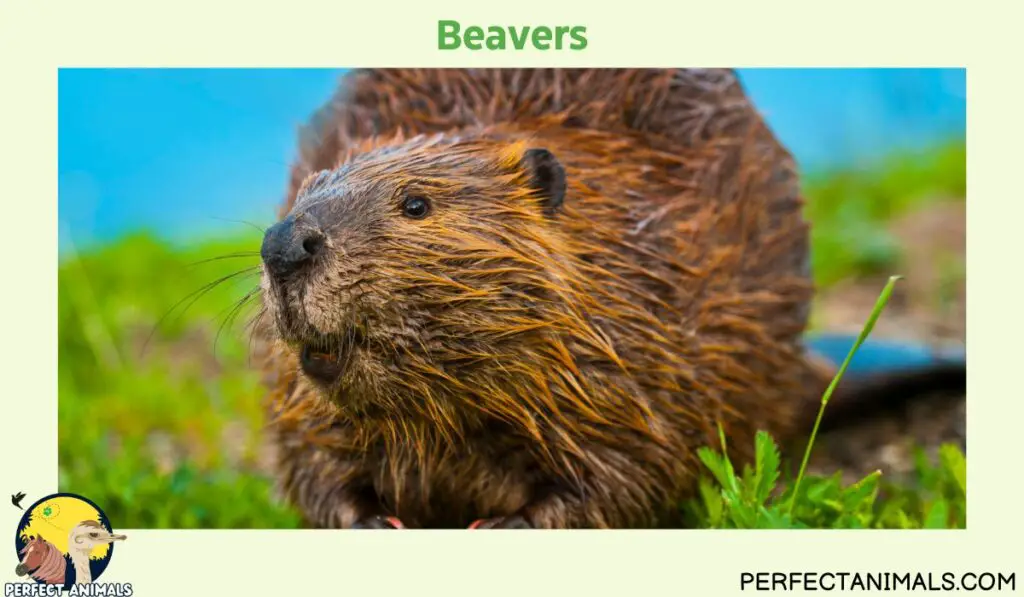 Animals With Whiskers | Beavers