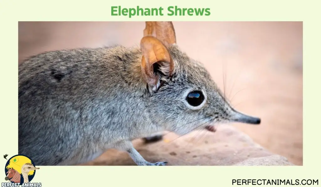 Animals With Whiskers | Elephant Shrews