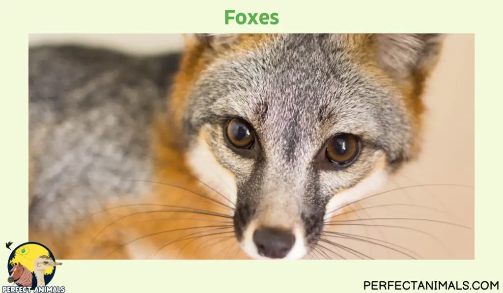 Animals With Whiskers | Foxes